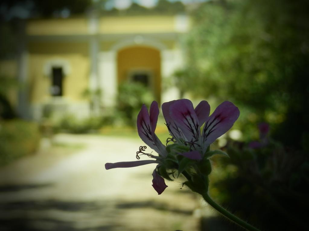 Guest house Dimora Relais Excelsa